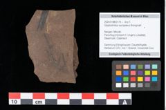 Foto (Objekt + Etikett) von Glyptostrobus europaeus Brongniart (NHMW-GEO-2024-0188-0175)
